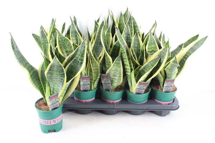 <h4>arr3 CP - Sansev superbia 410/10</h4>