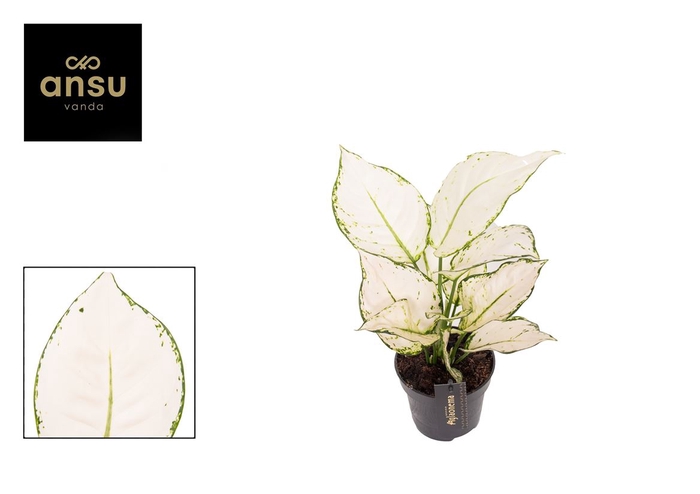<h4>Aglaonema White Joy P12</h4>
