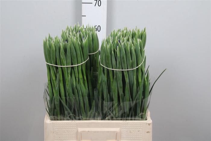 <h4>Iris Valentine</h4>