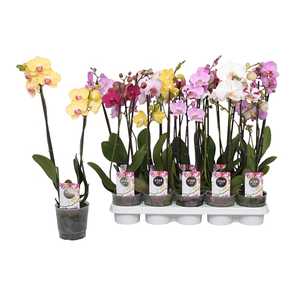 <h4>Phalaenopsis Star Mix, 2-spike 12+</h4>