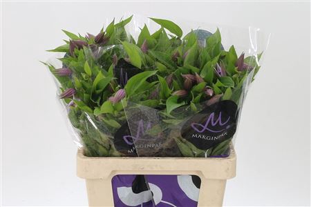 <h4>Clematis Amazing London Lavender</h4>