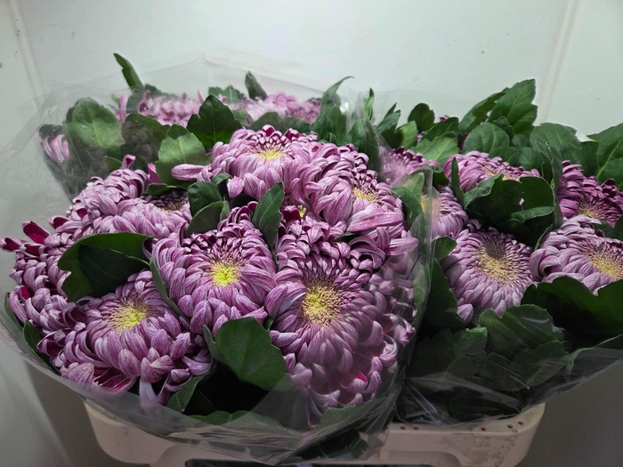 <h4>CHR G GILB L SILVER</h4>