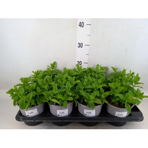 Mentha spicata