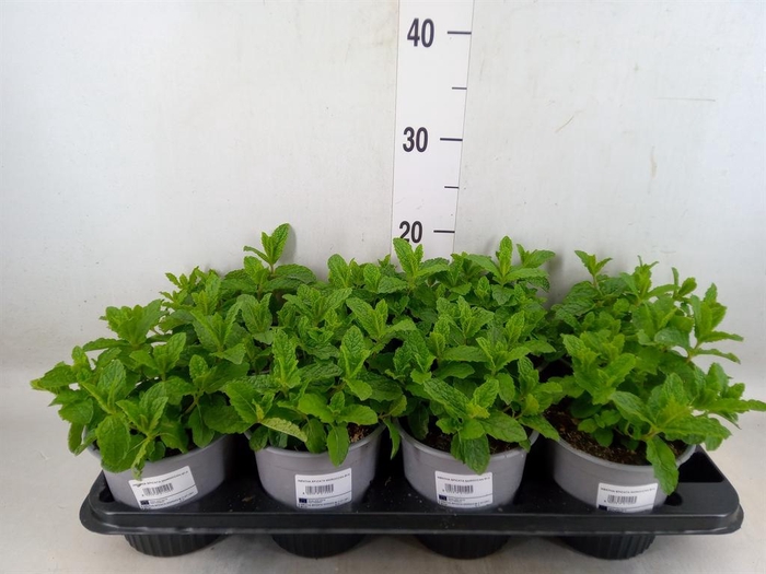 <h4>Mentha spicata</h4>