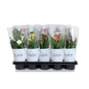 Zant Mix In Tray