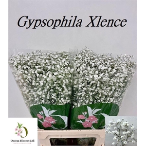 Gyps Pa Xlence