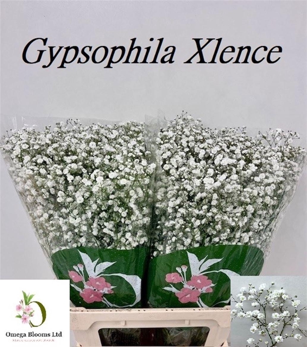 <h4>Gyps Pa Xlence</h4>