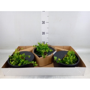 Arr.   Kamerplant Groen L%