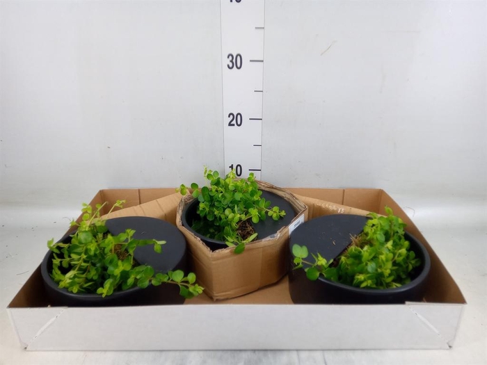 <h4>Arr. Kamerplant Groen L%</h4>