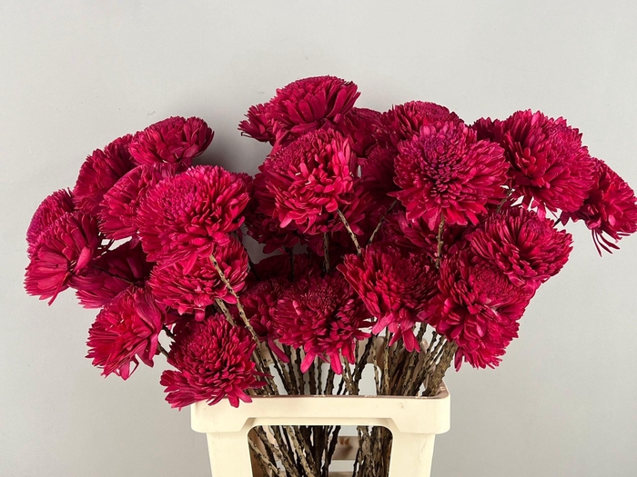 <h4>HUIS EN TUINDECO H%</h4>