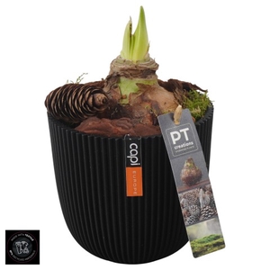 PTAA7564 Arrangementen Hippeastrum