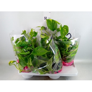 Epipremnum pinn.   HG