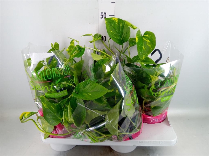<h4>Epipremnum pinn.   HG</h4>
