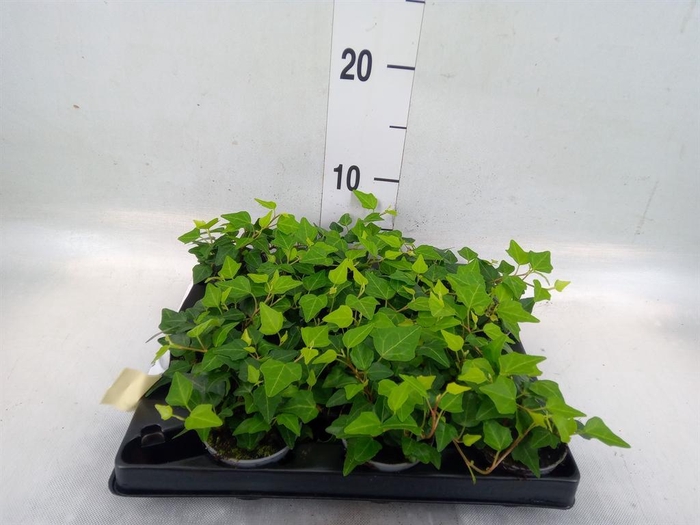 <h4>Hedera helix</h4>