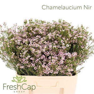 Chamelaucium Nir
