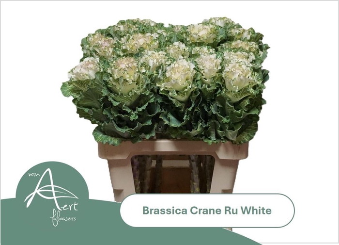 <h4>BRASS CRANE RU WHITE</h4>