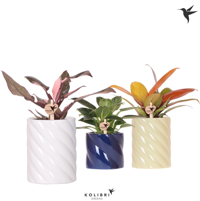 <h4>Kolibri Greens Philodendron mix in Candy pot blue mix</h4>