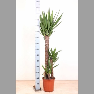 YUCCA