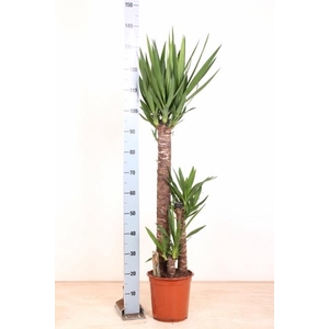 YUCCA