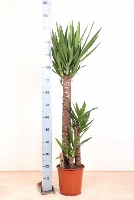 <h4>YUCCA</h4>