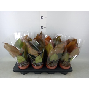 Philodendron  'Sunlight'