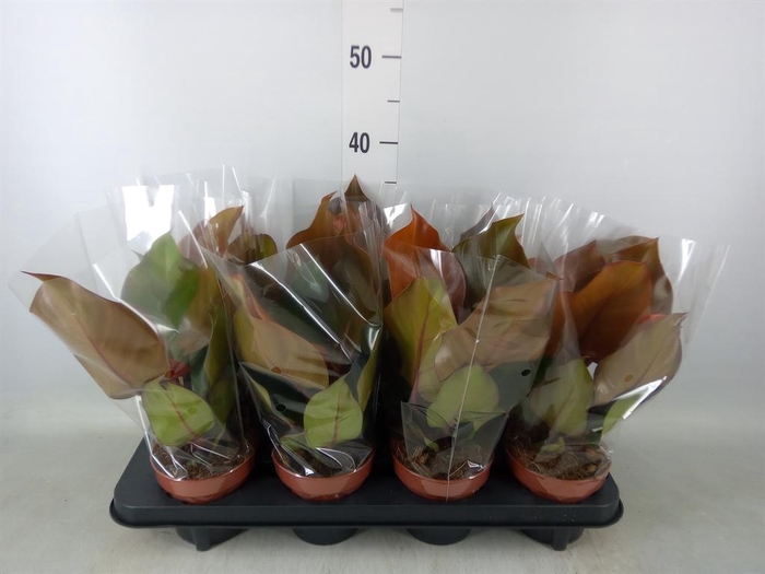 <h4>Philodendron  'Sunlight'</h4>