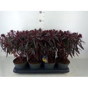 Euphorbia  'Miners Merlot'