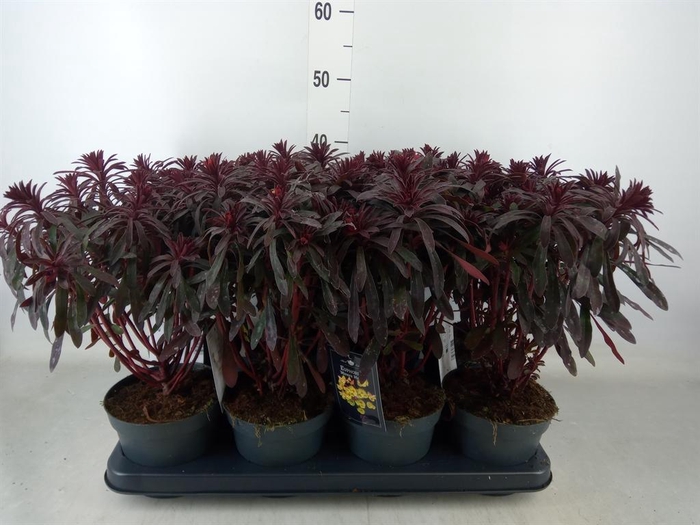 <h4>Euphorbia  'Miners Merlot'</h4>
