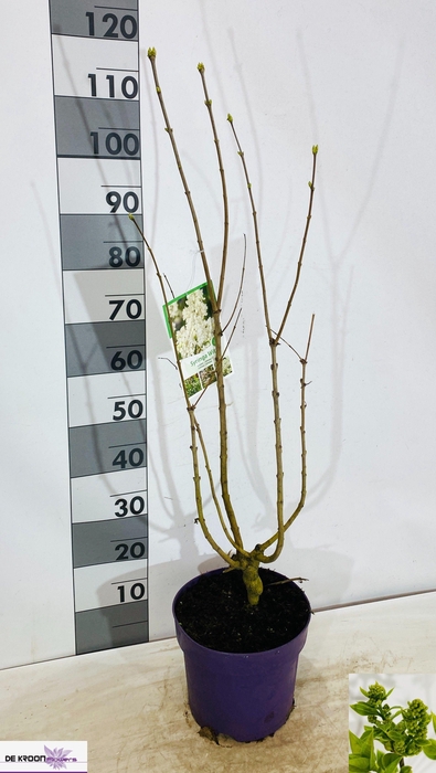 <h4>SYRI VULGARIS</h4>