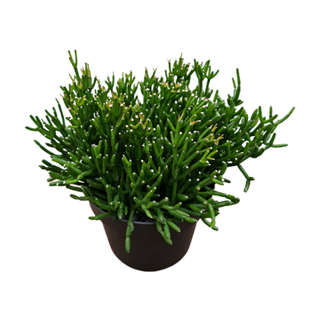 RHIPSALIS P11