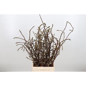 MAGNOLIA GRANDIFLORA