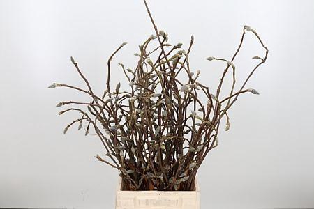 <h4>MAGNOLIA GRANDIFLORA MAGNOLIA GRAND</h4>