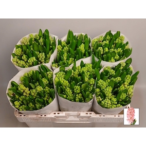 HYAC SWEE INVITATION