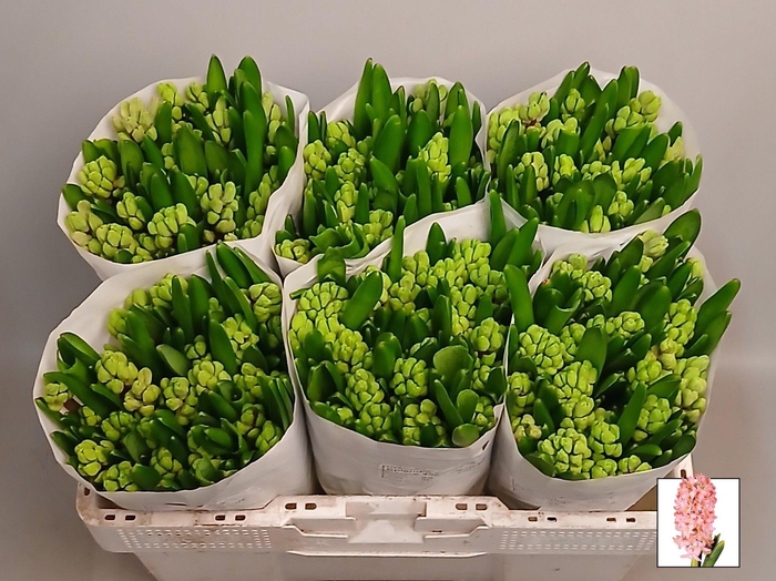 <h4>HYAC SWEE INVITATION</h4>