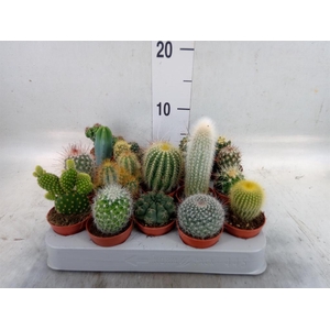 Cactus   ...mix