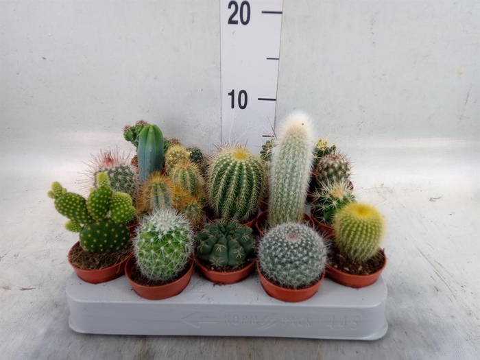 <h4>Cactus   ...mix</h4>