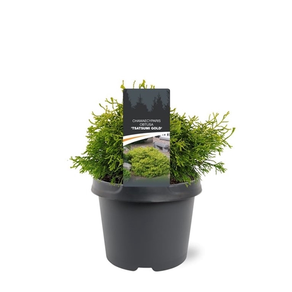 <h4>Chamaecyparis obtusa 'Tsatsumi Gold'</h4>