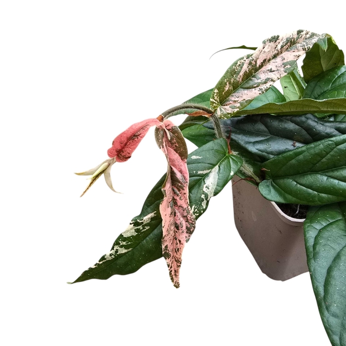 <h4>Ficus gevlochten stam</h4>