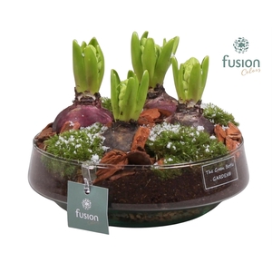 Green Bottle Iris Medium met Hyacinten