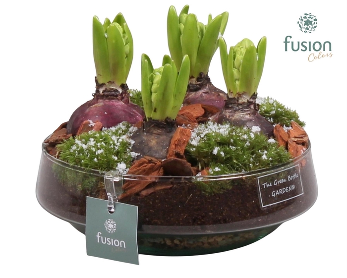 <h4>Green Bottle Iris Medium met Hyacinten</h4>