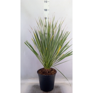 Yucca rostrata