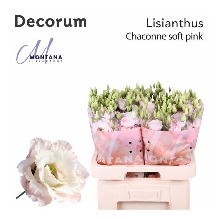 <h4>Eus G Chac Soft Pink</h4>