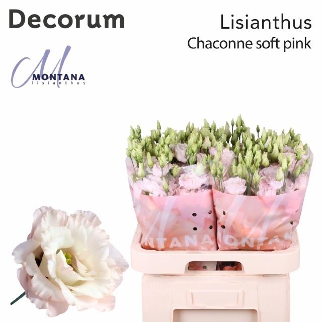 <h4>EUS G CHAC SOFT PINK</h4>