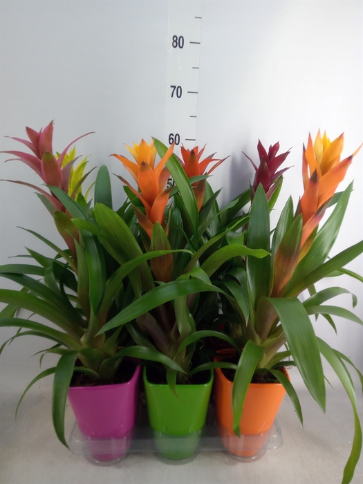 <h4>Guzmania   ...mix</h4>