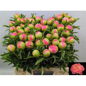 Paeo L Coral Sunset Xxl