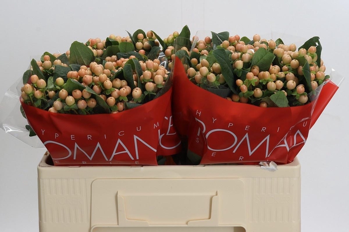 <h4>HYP MELLOW ROMANCE</h4>