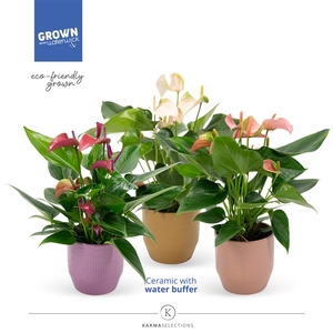 Anthurium - Karma Multiflora Mix | Waterreservoir