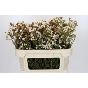 Chamelaucium Moonlight Delight