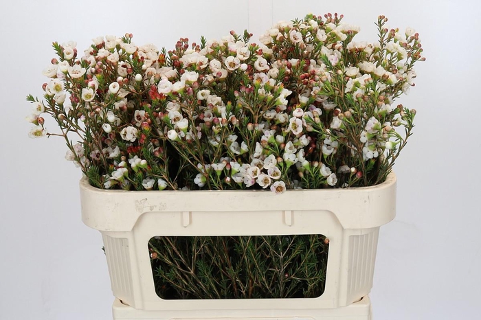 Chamelaucium Moonlight Delight