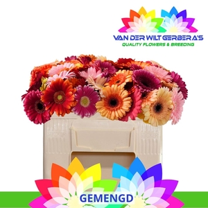GE MI GEM